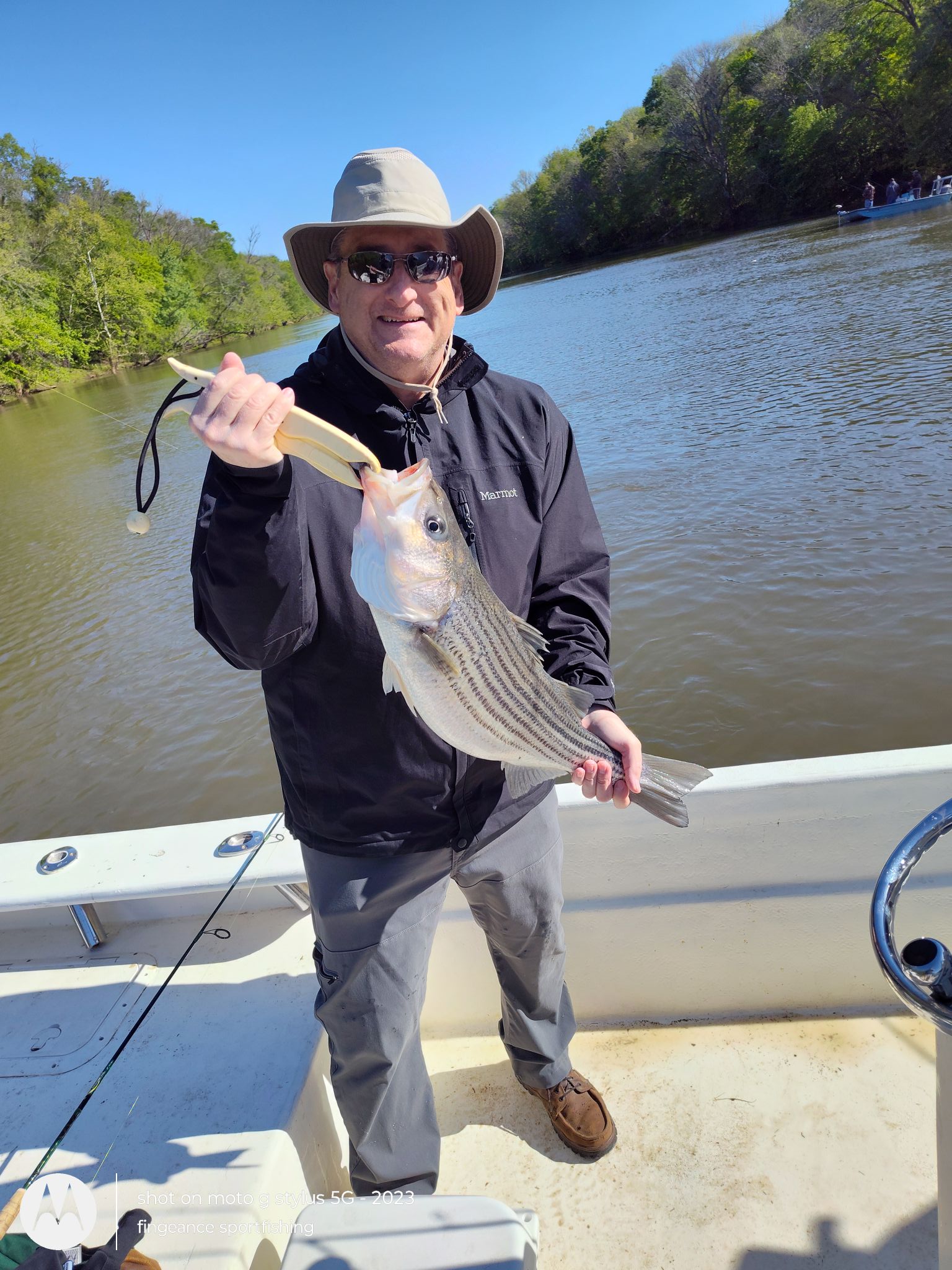 Freshly caught striped bass being held on fishing boat in Frisco NC waters
