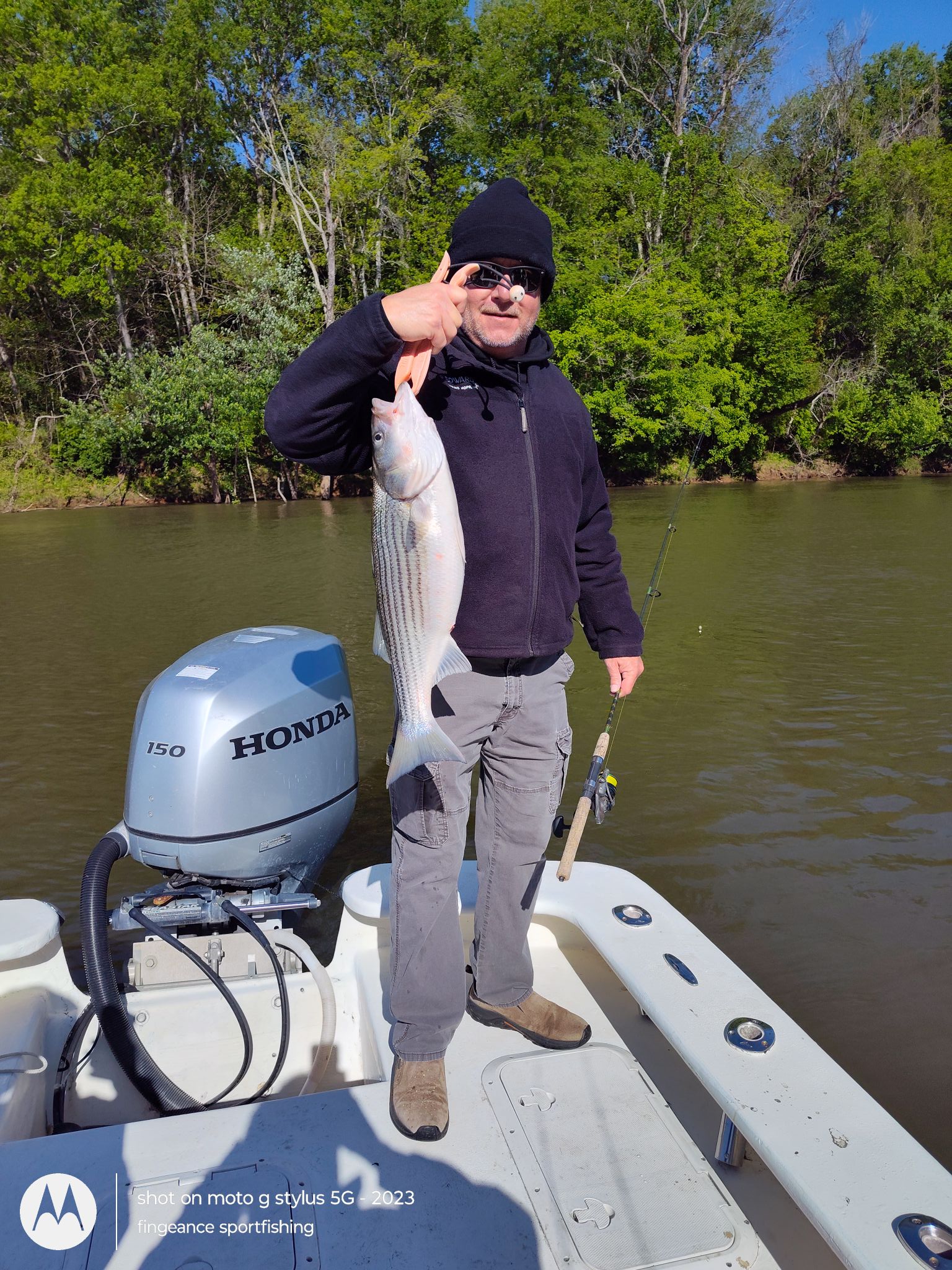 Striped bass catch on fishing boat in Frisco NC waters