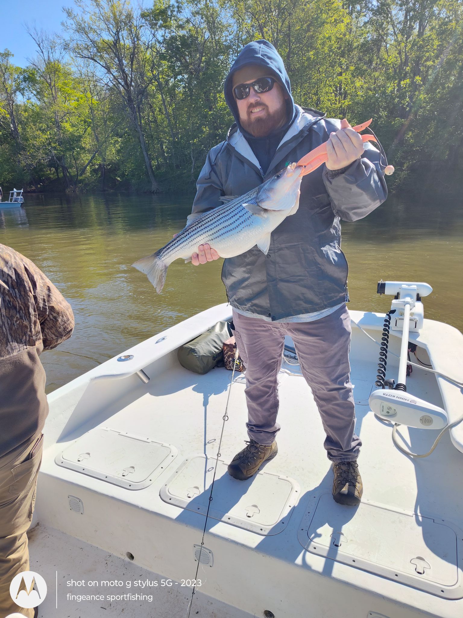 Striped bass catch on fishing boat in Frisco NC waters