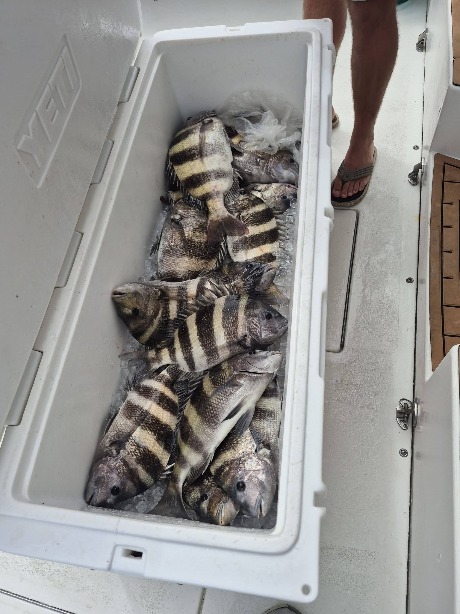 Cooler full of fresh caught sheepshead fish on boat deck in Biloxi MS