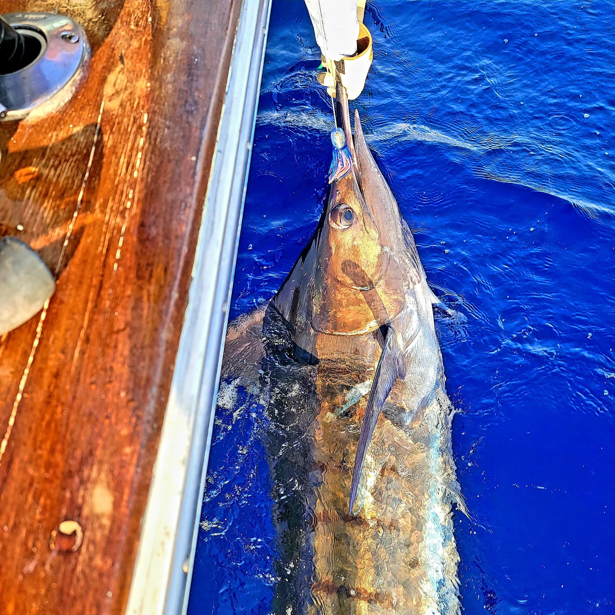 Blue marlin caught on fishing line next to boat in Destin FL waters