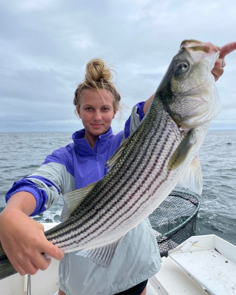 Striped bass fishing catch in Dennis