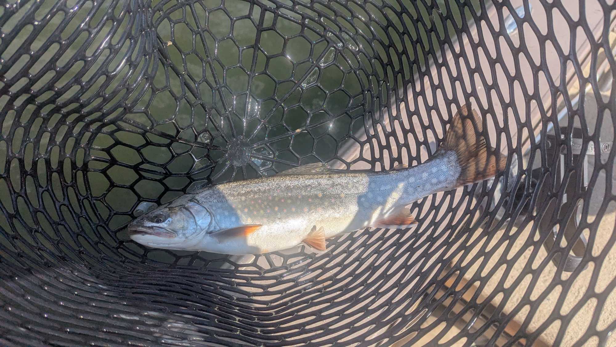 Brook trout caught in fishing net in Nipigon Ontario