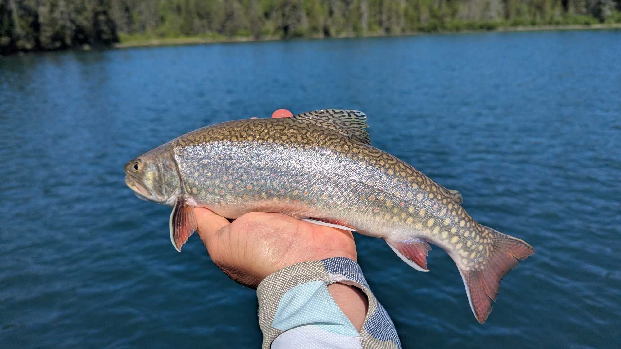 Brook trout caught during fishing tour in Nipigon Ontario