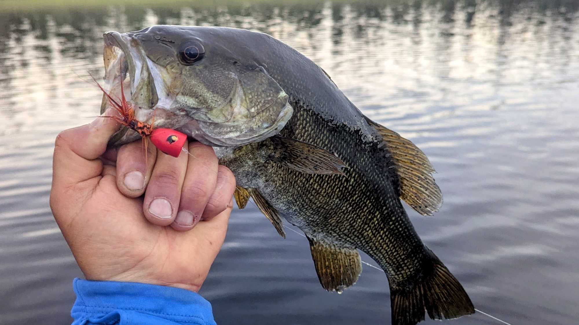 Smallmouth bass caught while fishing in Nipigon ON with red lure in mouth