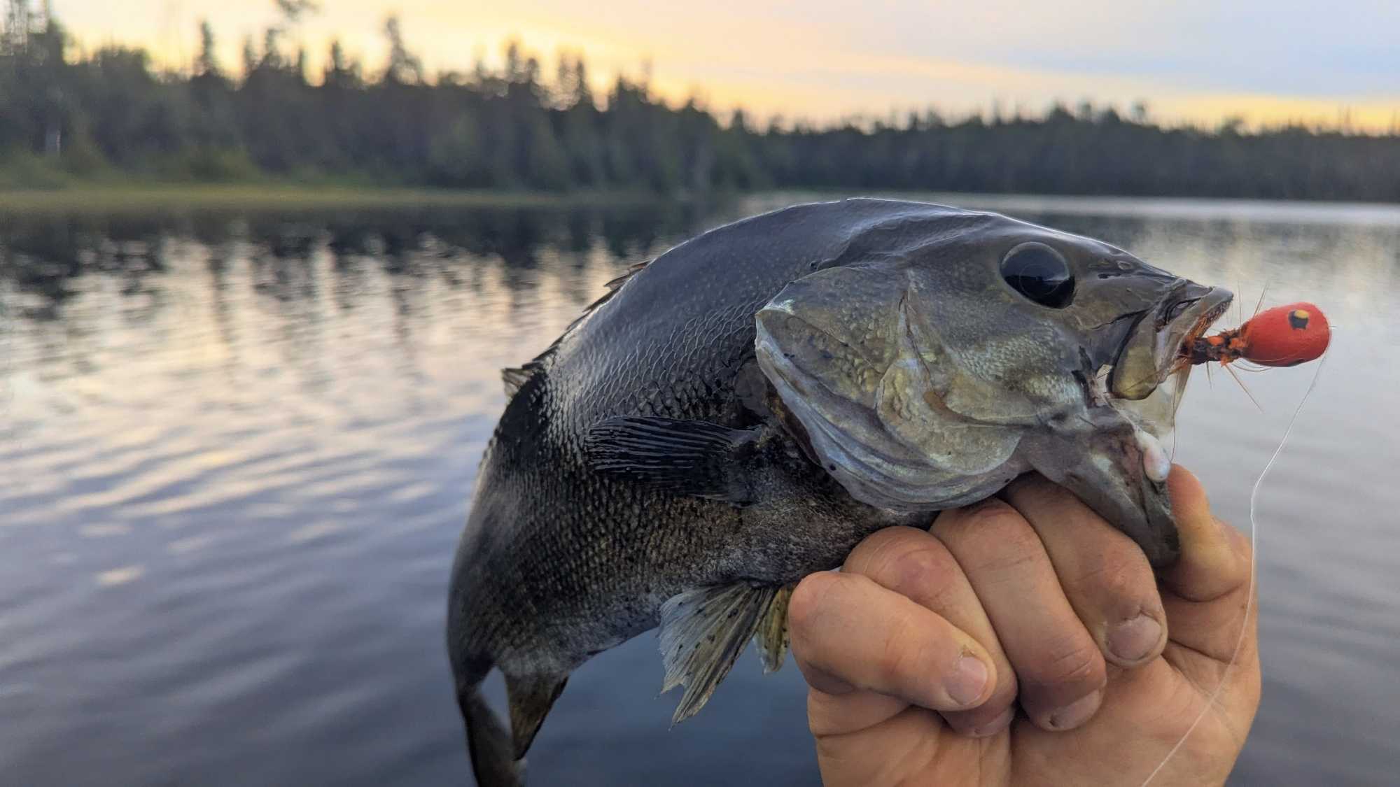 Smallmouth bass caught fishing in Nipigon Ontario with red lure in mouth
