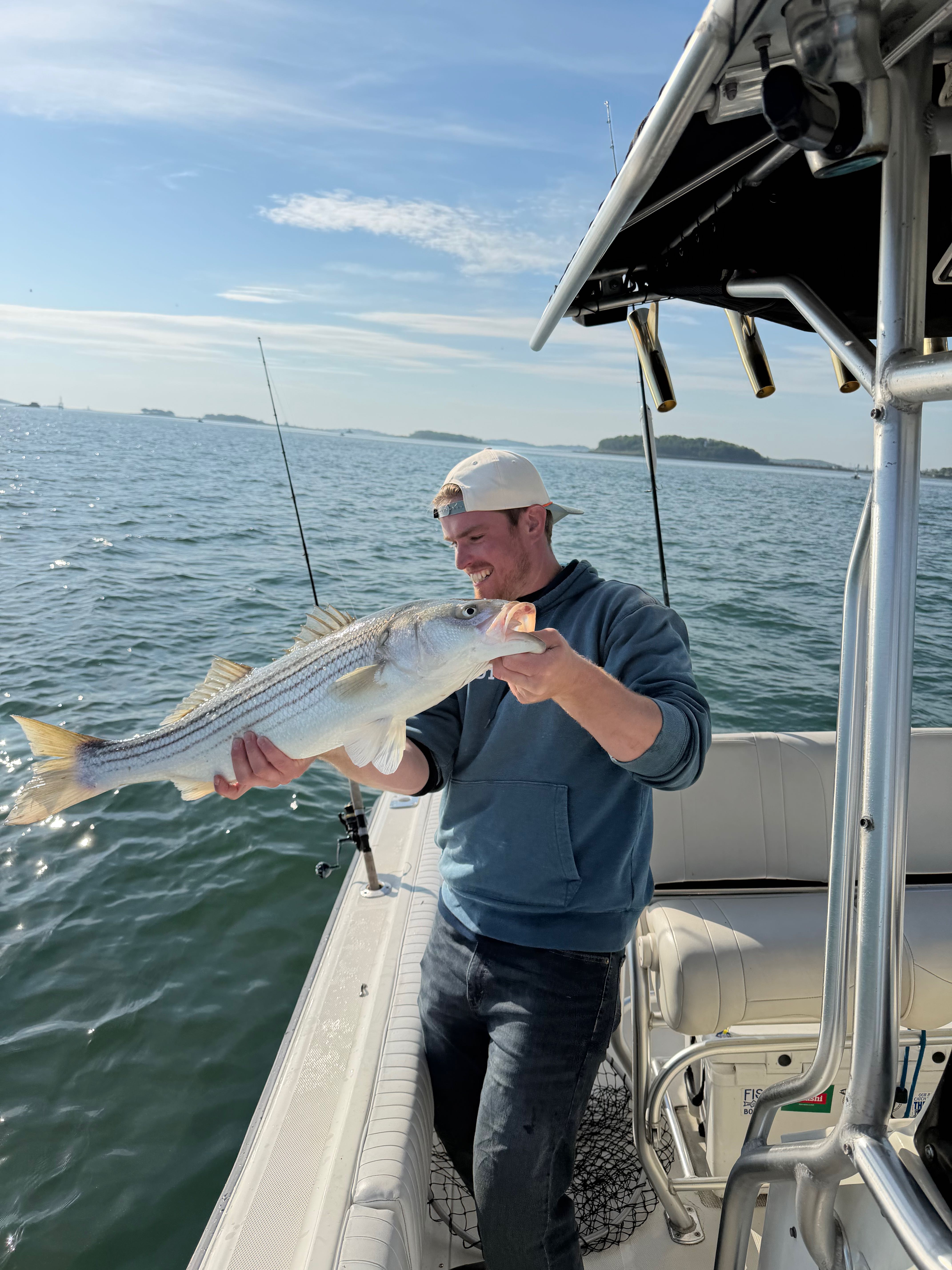 Striped bass catch on fishing boat in Boston MA waters
