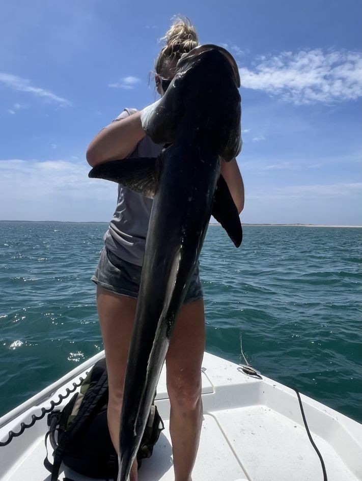 A cobia fish caught while fishing in NC