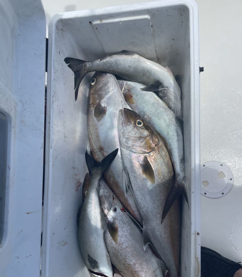 Three fish caught while fishing in Hatteras