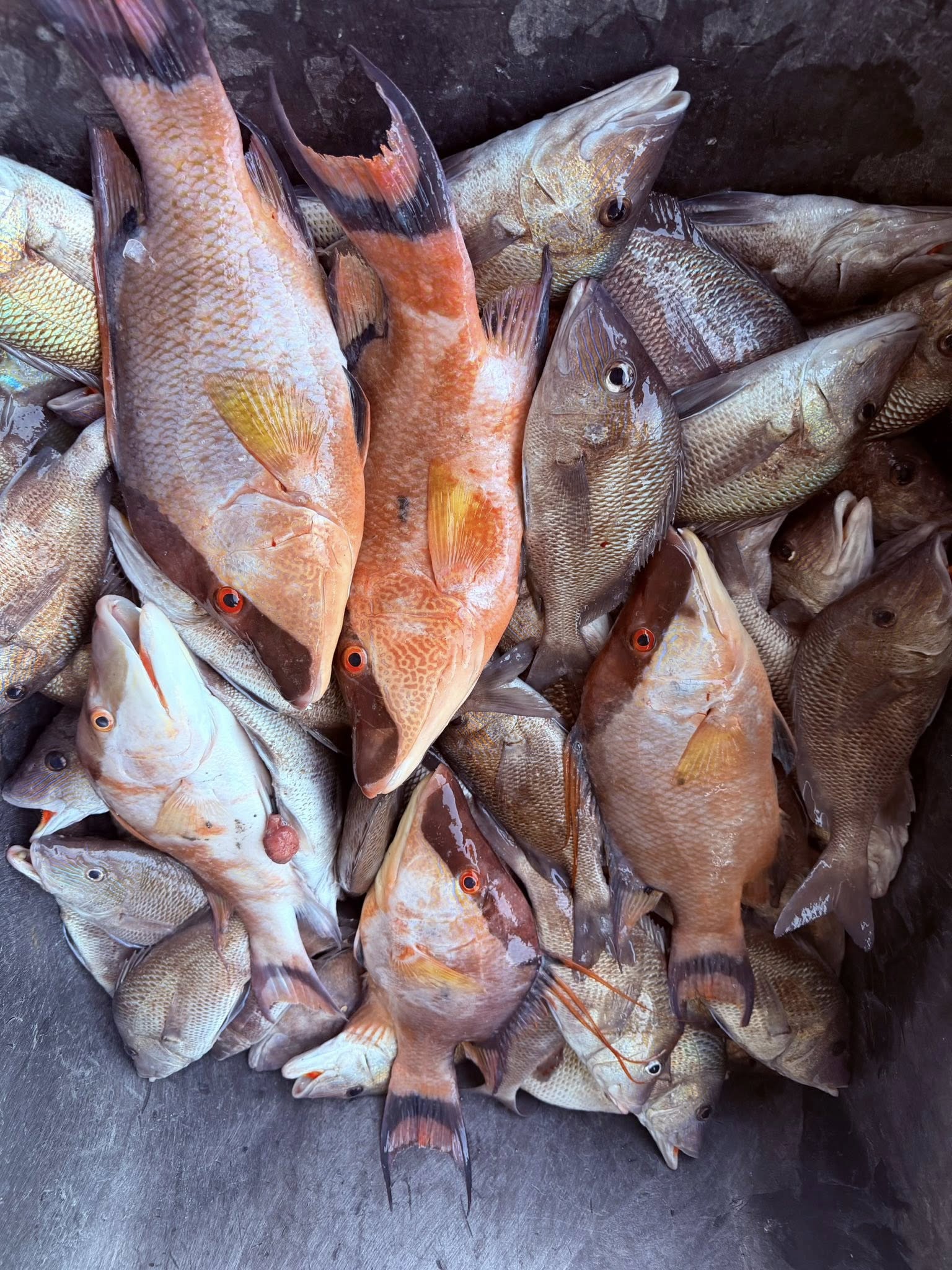 A photo of 6 bluegill and white grunt fish in Belleair Bluffs, Florida