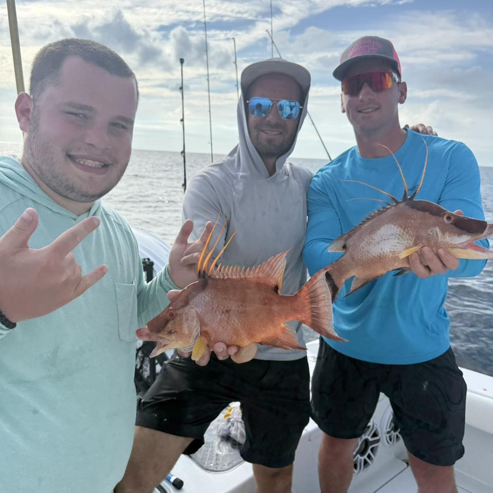 Two Hogfish caught by 3 people while fishing in FL