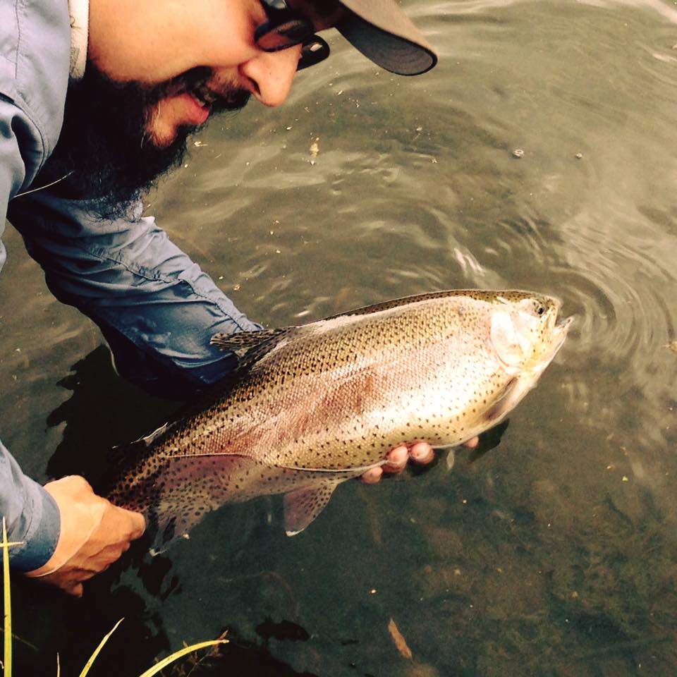 A single rainbow trout in the scenic town of Taos