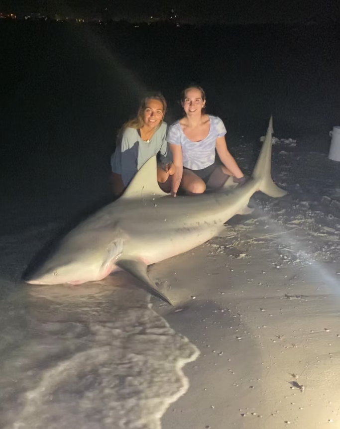 Sandbar shark caught during fishing trip at St. Pete Beach