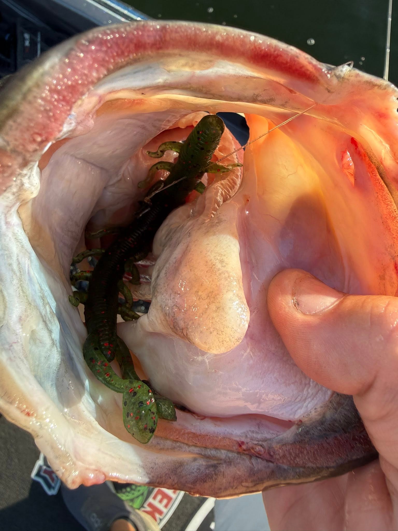 Large fish mouth open showing internal anatomy with small green fish inside