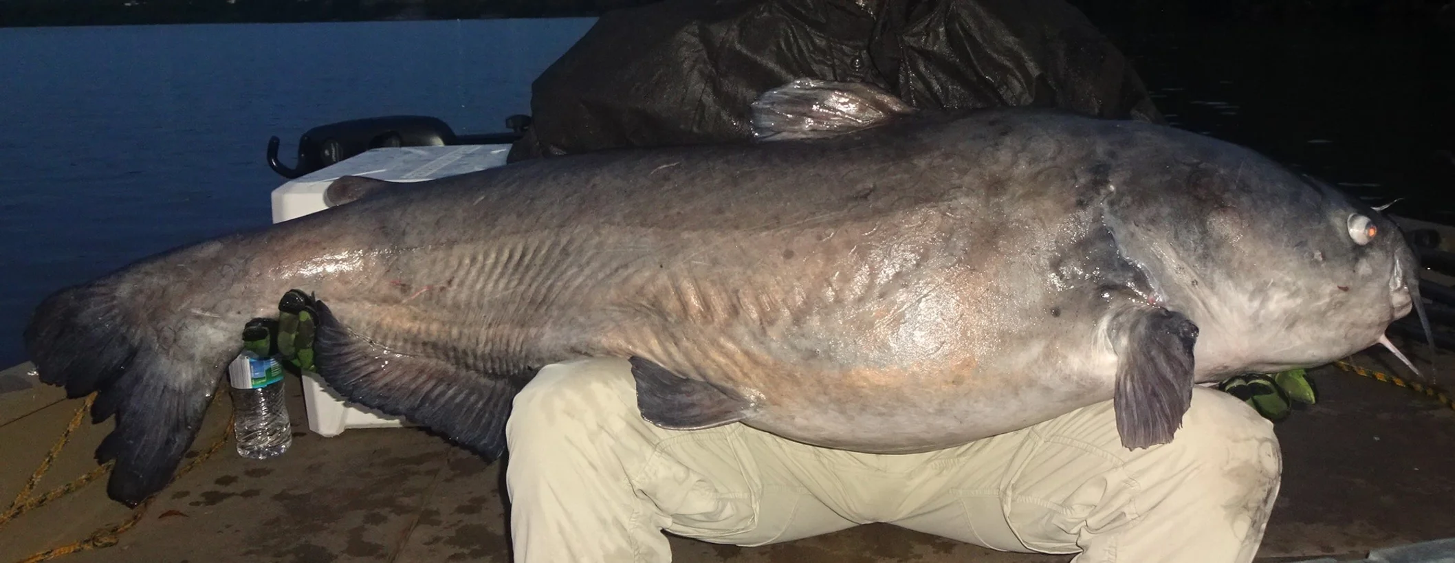 White Catfish caught while fishing in Chattanooga