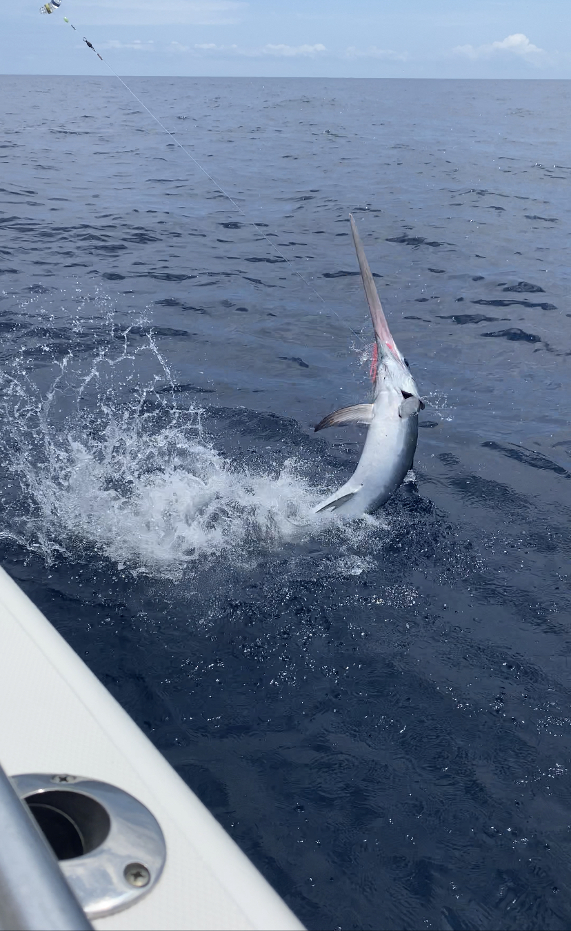 Bonnethead shark fishing in FL