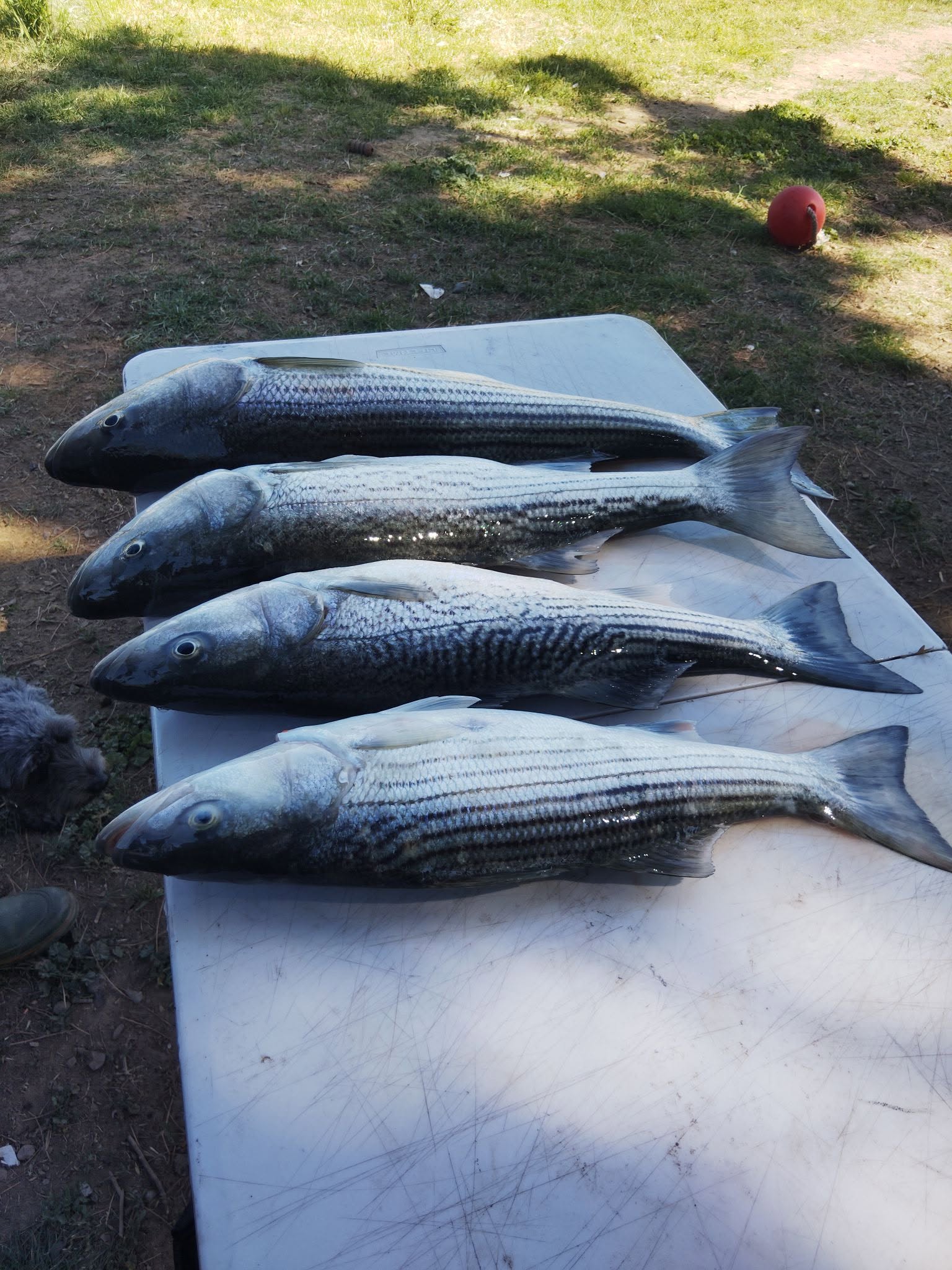 Four fresh striped bass laid out on white cutting board after successful fishing trip in Colusa CA