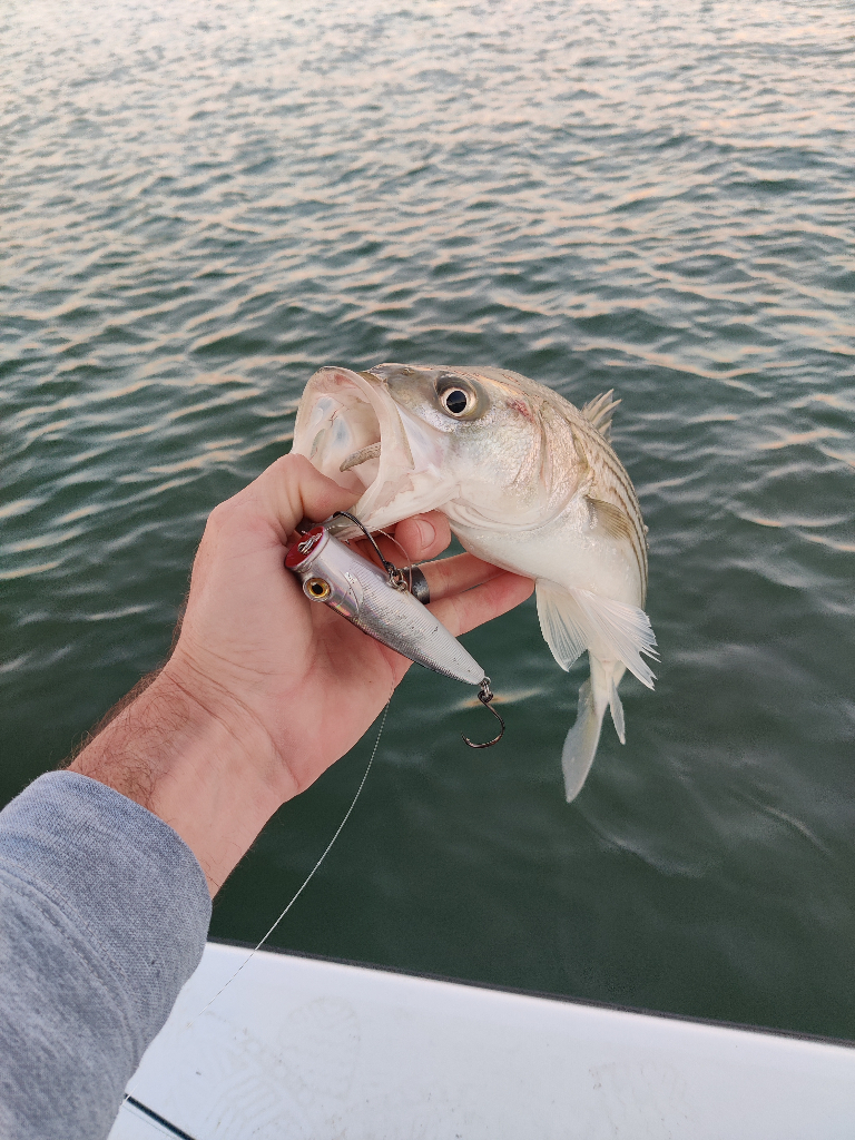 1 angler fishing in maryland