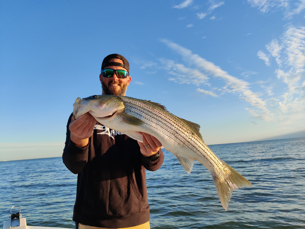 Striped bass caught in Dameron