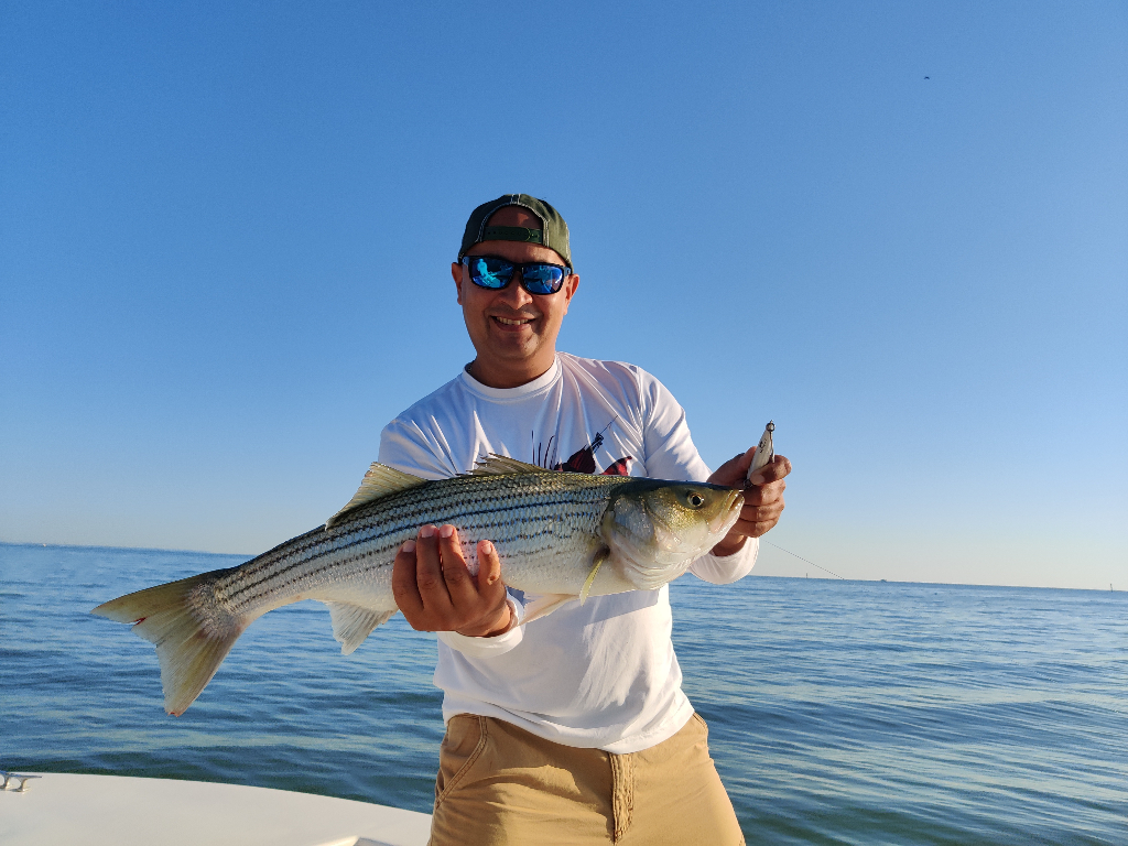 Striped bass caught in Dameron