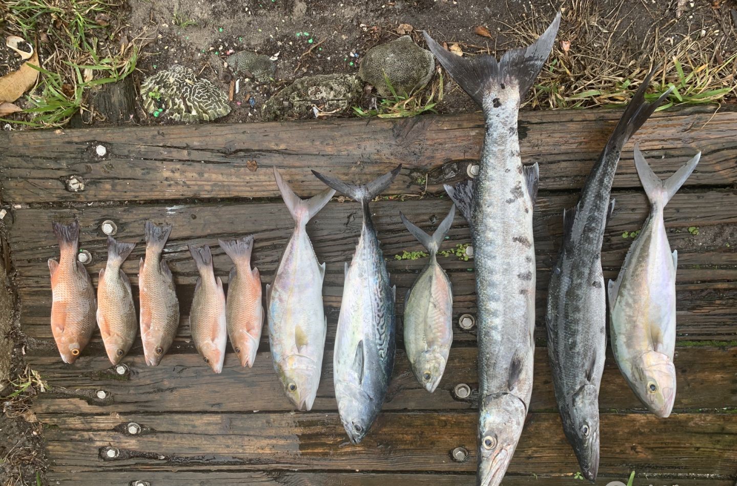 8 greater amberjack, blue runner, and great barracuda fish caught in FL