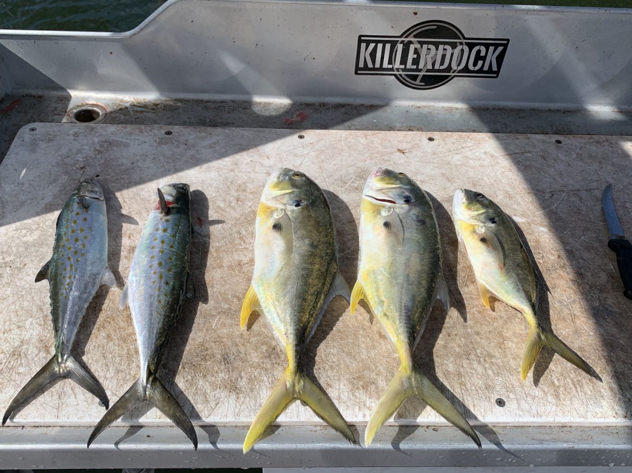 Five mahi mahi, Spanish mackerel, and crevalle jack caught while fishing in FL