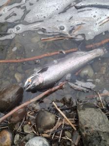 Fresh caught Coho Salmon lying on rocky shore in Oswego NY