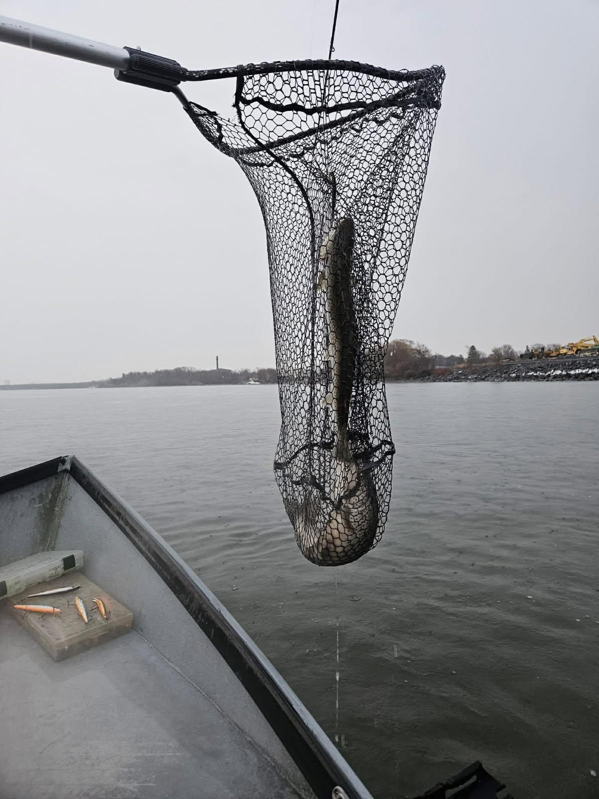 Fish caught in landing net on fishing boat in Oswego NY waters