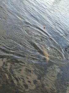 Fish swimming underwater in clear water in Oswego NY fishing location