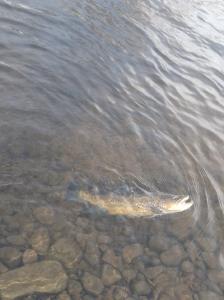 Fish swimming in clear shallow water over rocky bottom in Oswego NY