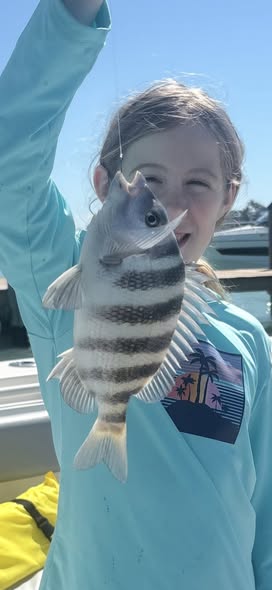 Sheepshead fish catch from Matlacha FL fishing trip