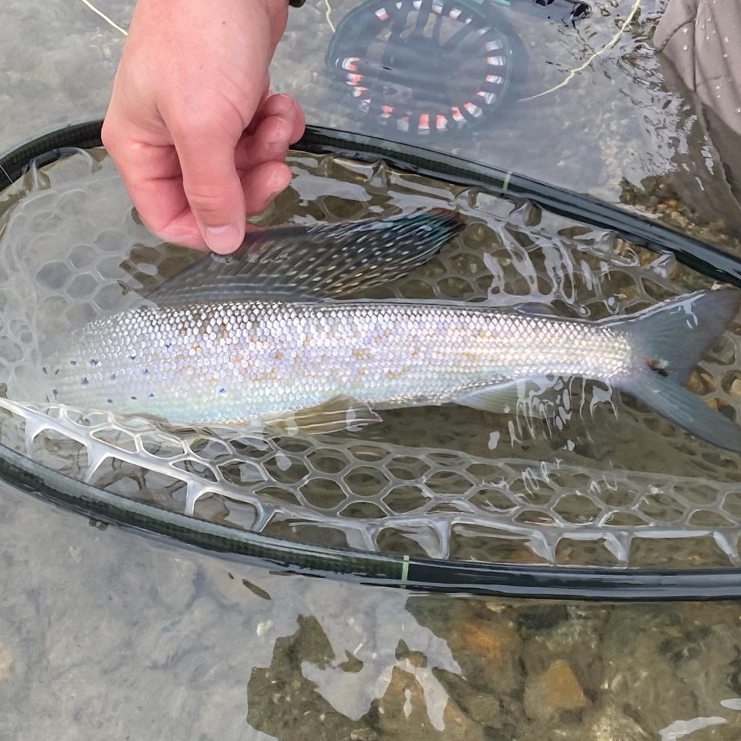 Arctic Grayling fishing in YT
