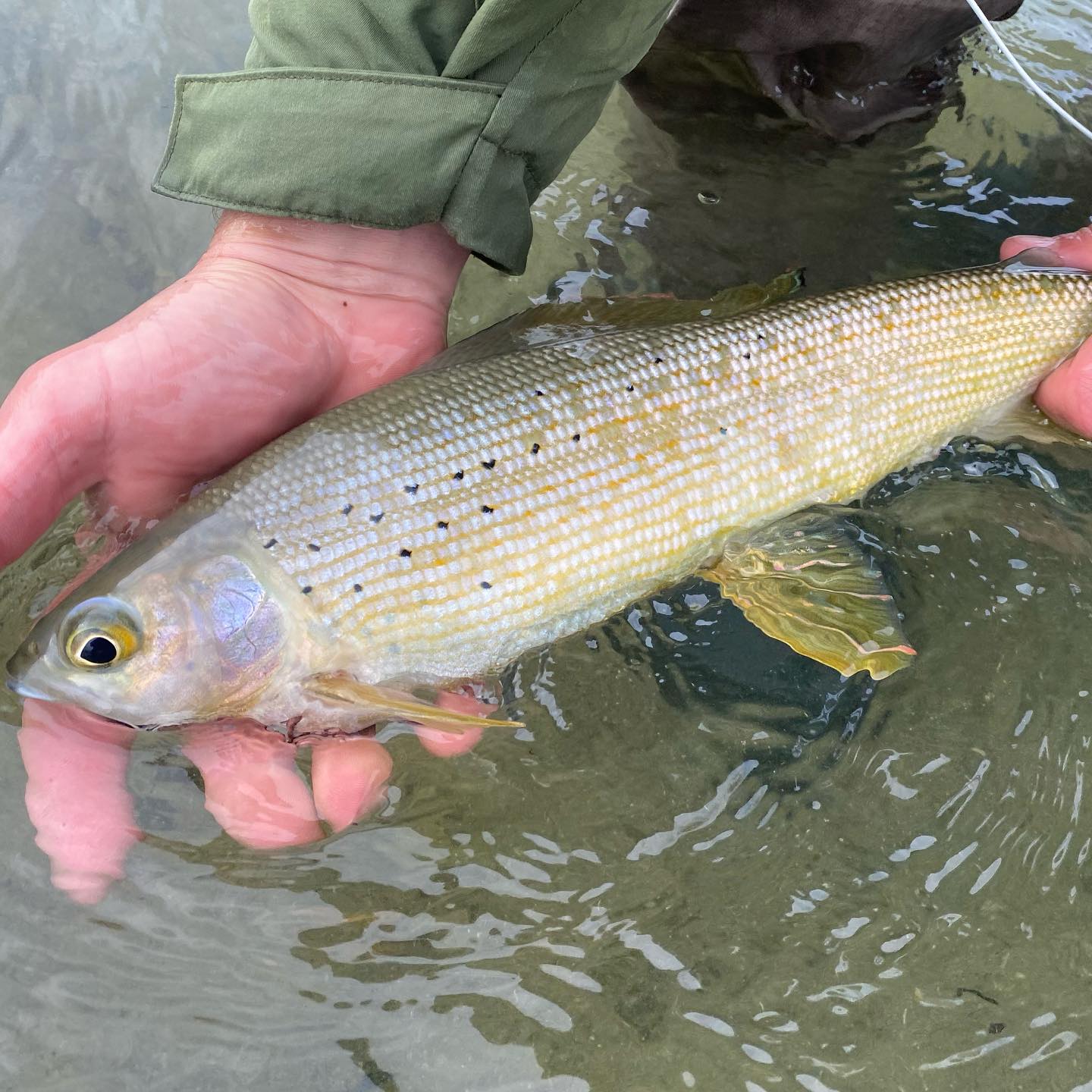 A grayling fish in the water in YT