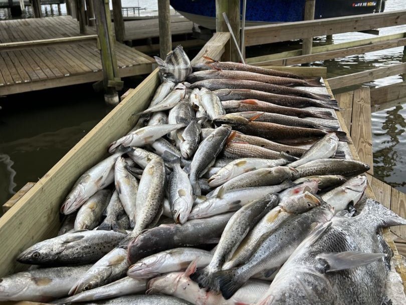 3 great barracuda fish caught in LA