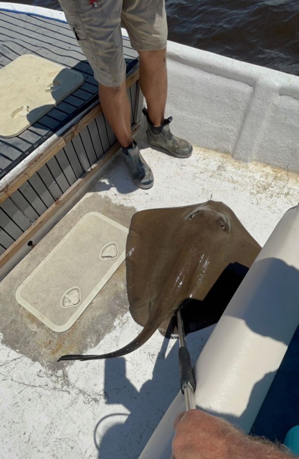 Southern stingray caught on fishing boat deck in Cedar Key FL