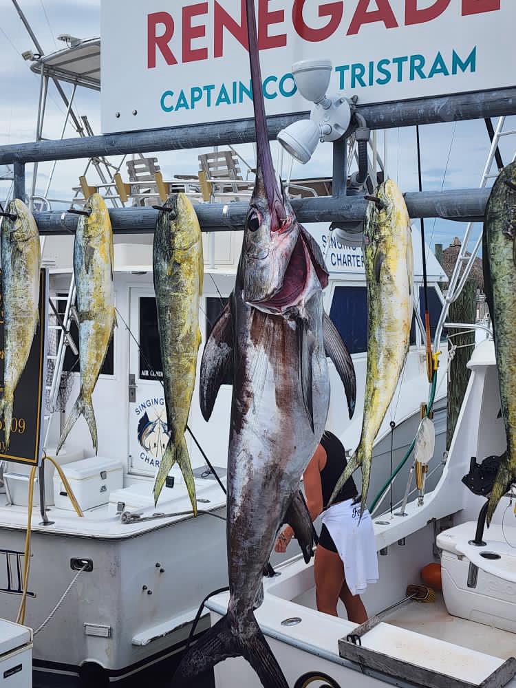 Five bluefish caught while fishing in FL