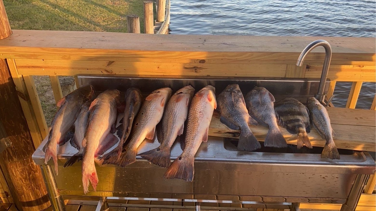 Fresh caught redfish, speckled trout, blue catfish, channel catfish, and sheepshead displayed in cleaning station sink on wooden dock in Lafitte Louisiana