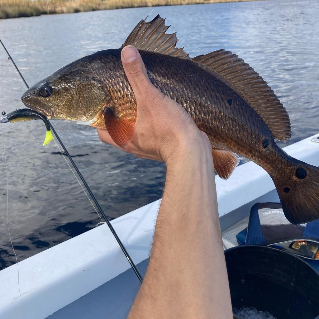 Redfish caught in NC