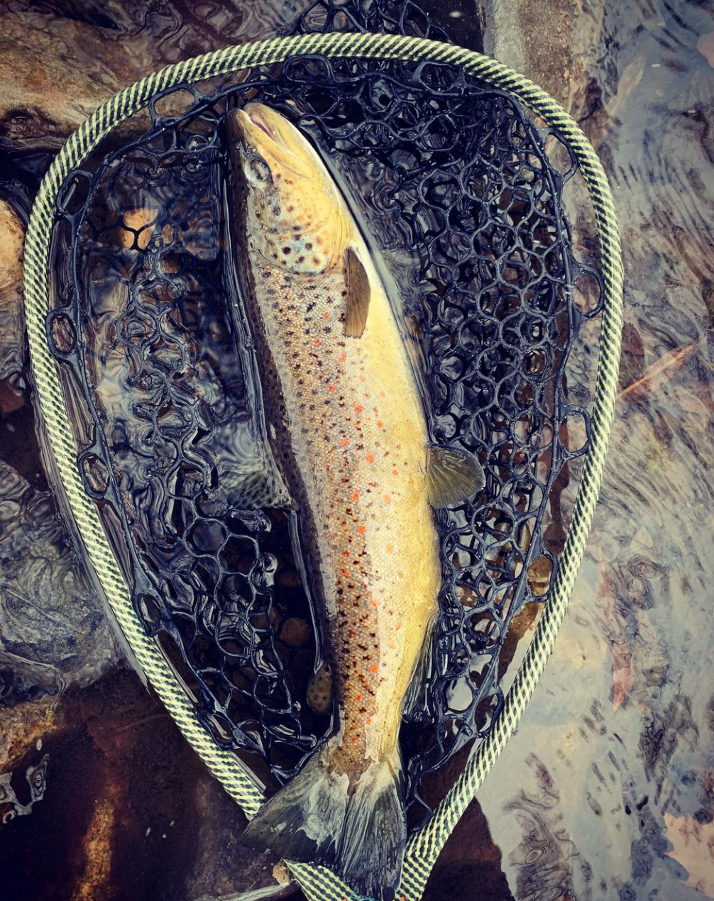 Fisherman with catch in Provo