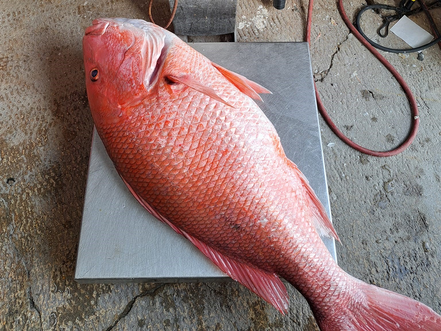 A single fishing rod in a scenic Florida location