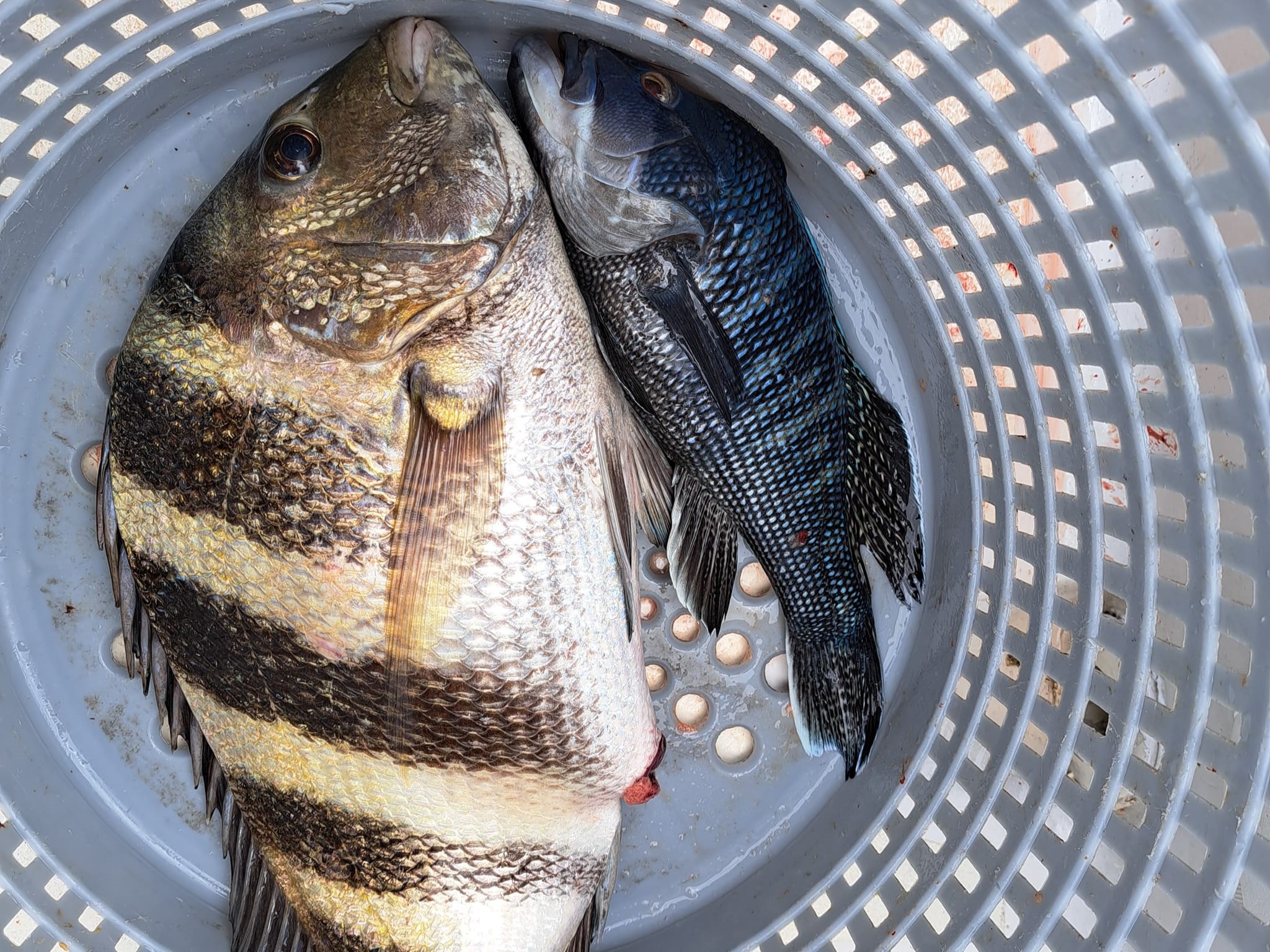 Two sheepshead and sea bass caught while fishing in Panama City Beach