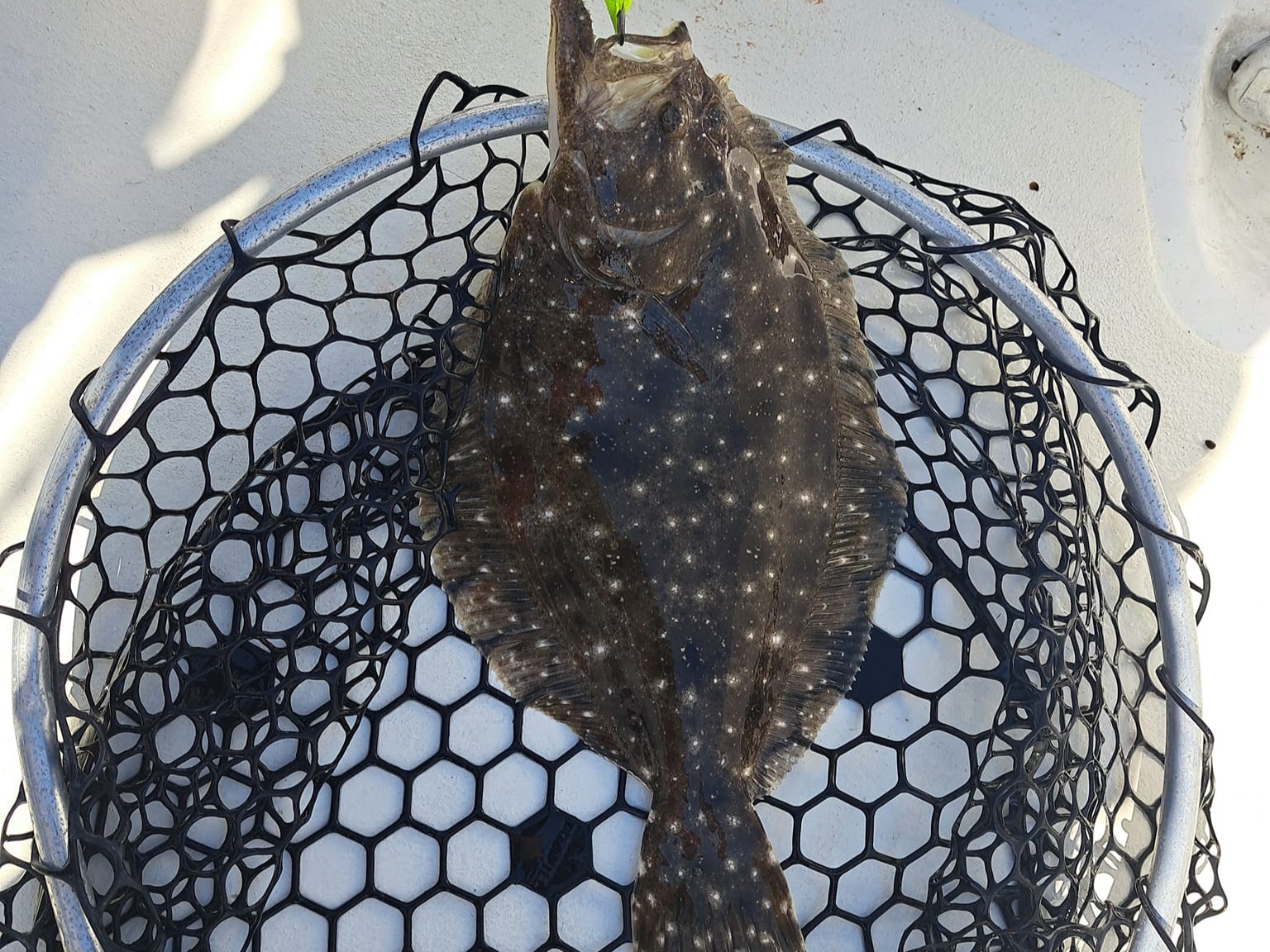 Summer Flounder fishing in Panama City Beach