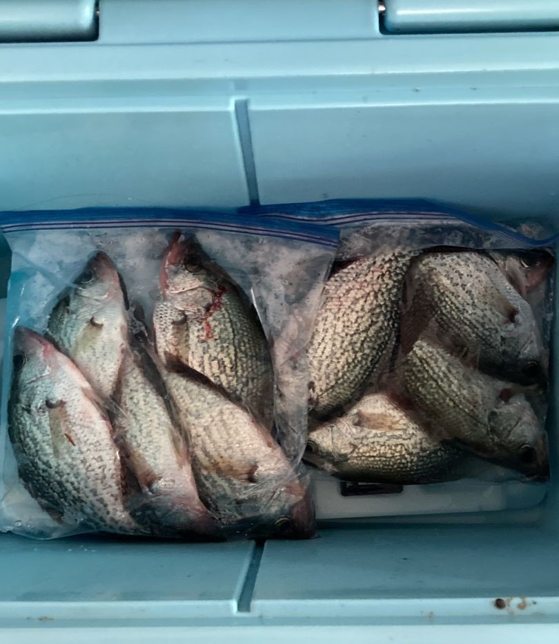 Fresh caught crappie fish stored in cooler bag after fishing trip in Gainesville GA