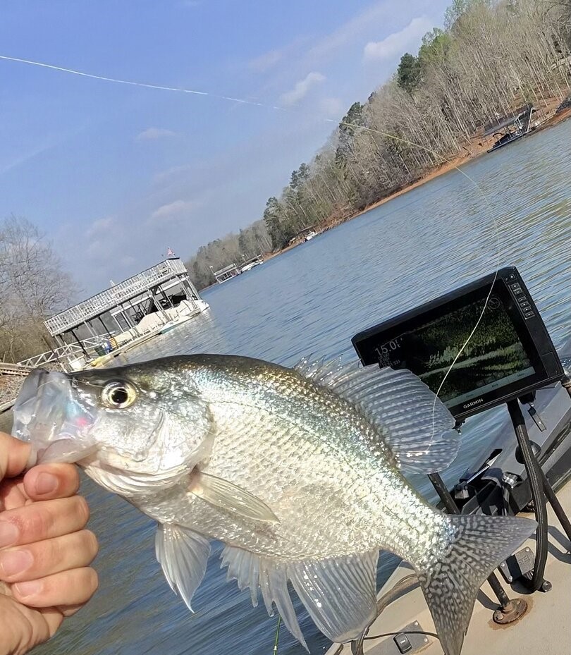 Fresh caught crappie being held on fishing boat at Lake Lanier in Gainesville Georgia