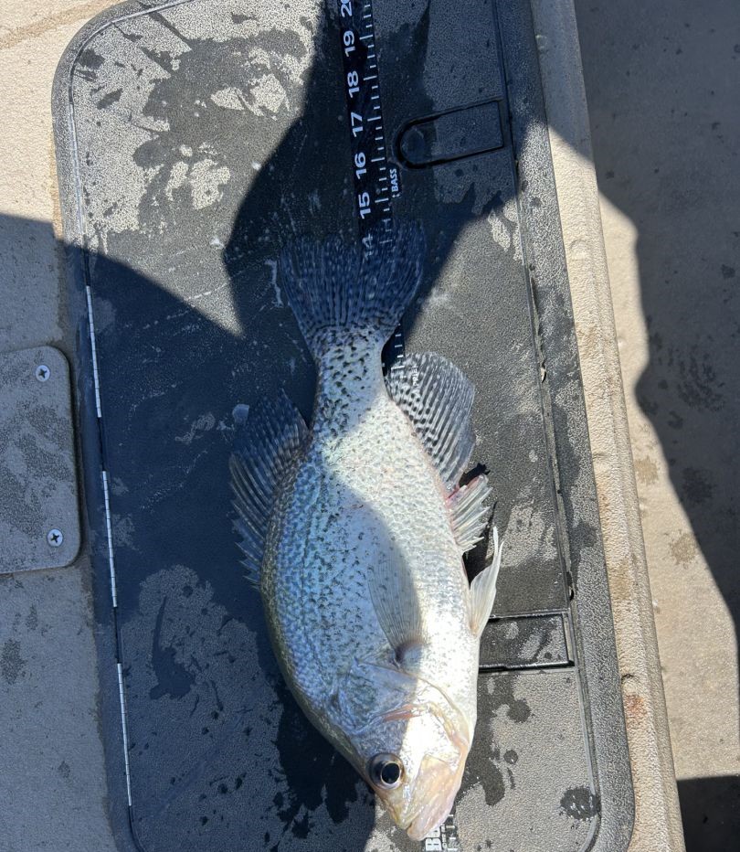 Fresh caught crappie fish lying on boat deck with measuring ruler in Gainesville GA