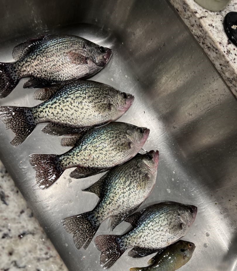Fresh caught crappie fish in cooler from Gainesville GA fishing trip