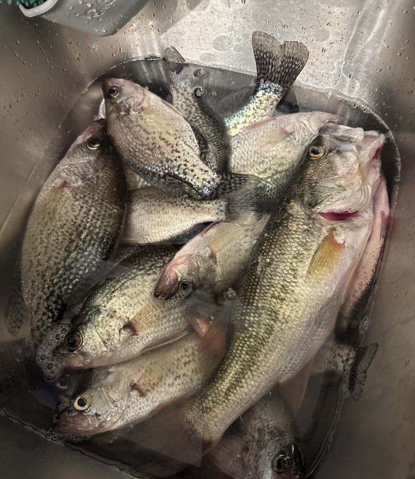 Fresh caught fish in cooler from Gainesville GA fishing trip