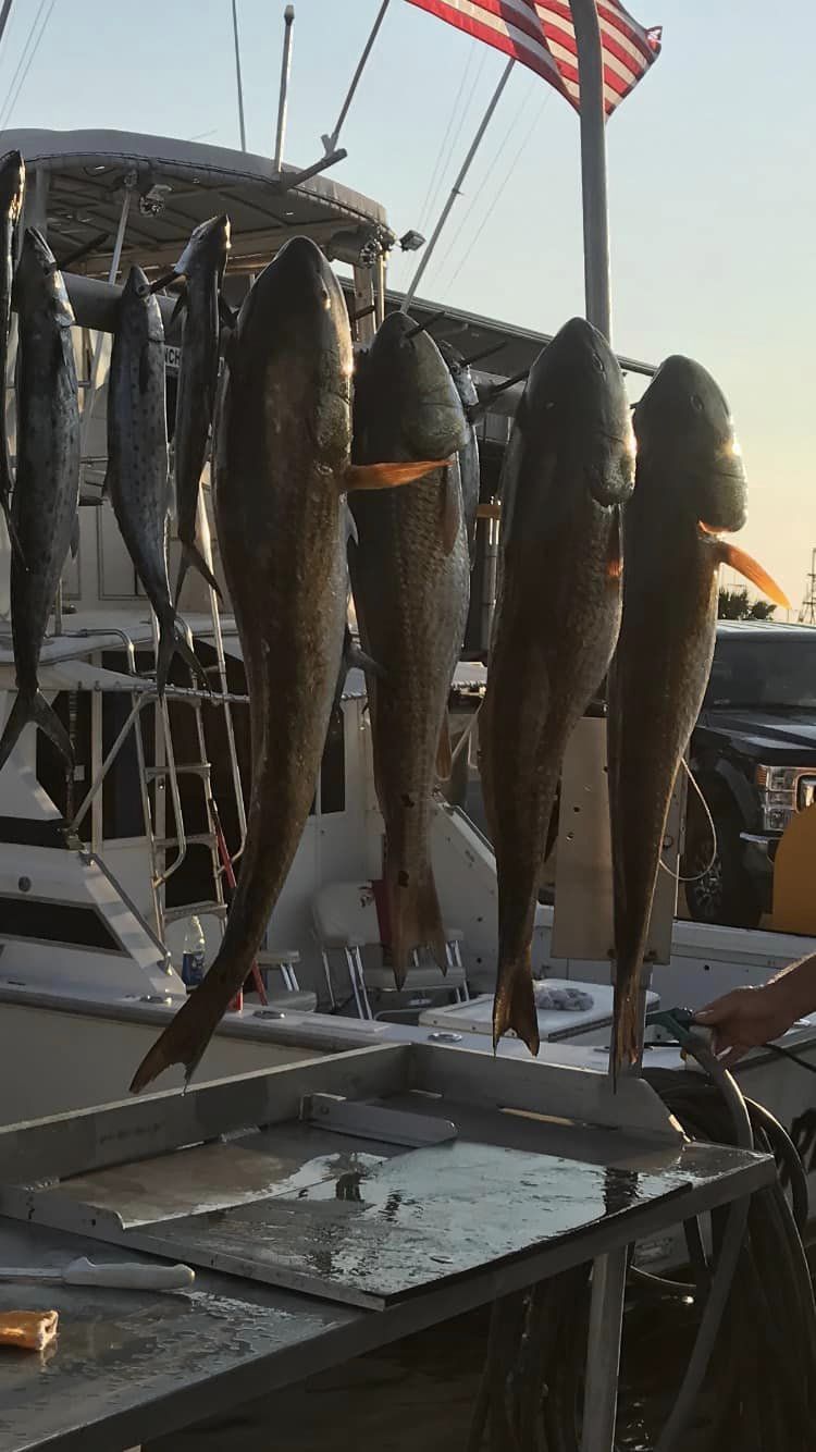 Three Cero Mackerel fish in MS location