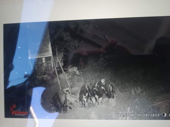 Burkett hunting scene