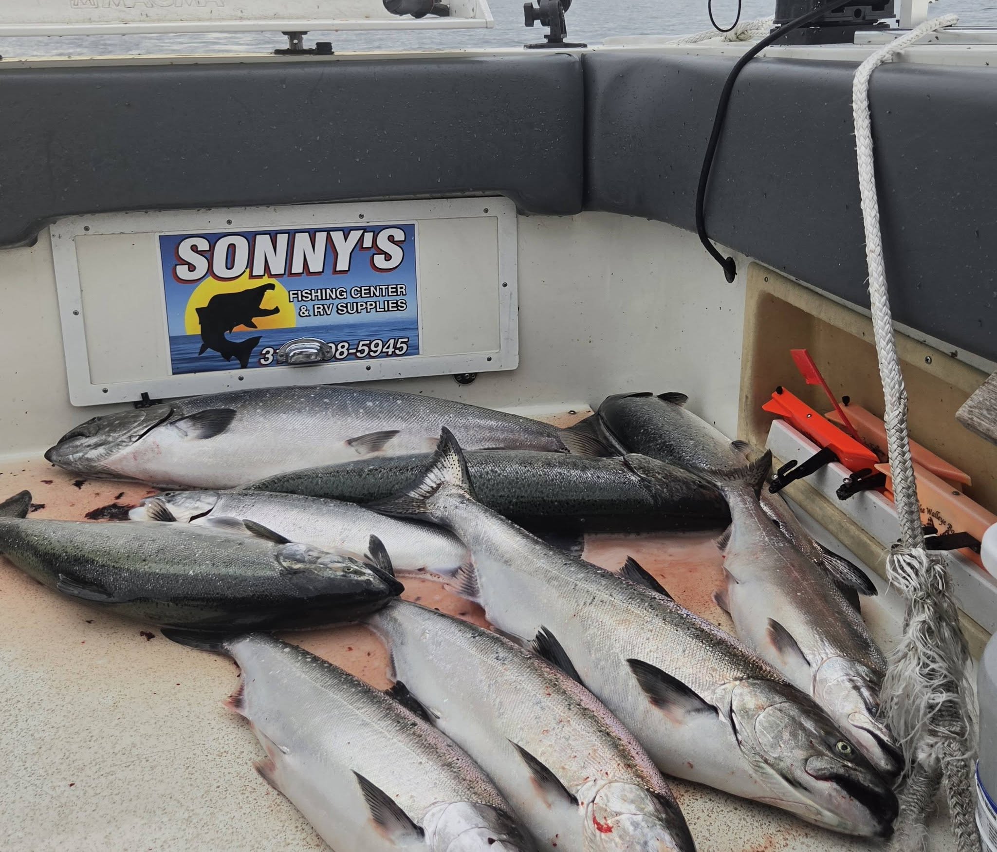 Fresh caught Chinook salmon displayed on fishing boat deck in Sodus Point NY